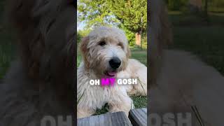 From Maverick To You cutedog goldendoodle pets doglover [upl. by Kissee]