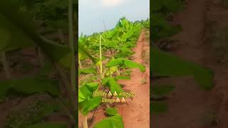 Home garden 🏠 banana plantation tamil music song cute trending [upl. by Haim]