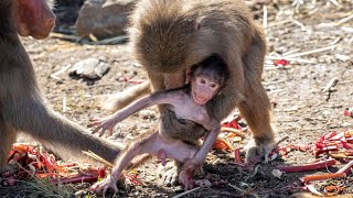 Mother Baboon Protecting Her Baby  Cute Baby Monkey [upl. by Griswold]