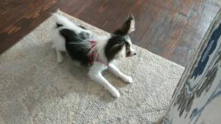 Adorable Papillon Puppy Dog Barking [upl. by Yenitsed]