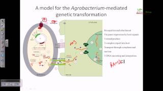 Agrobacterium mediated gene transformation in plants [upl. by Etteroma]