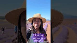 Tasmania  Bridestowe Lavender Farm [upl. by Zeeba]