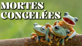 Les DÉRIVES de la PHOTO ANIMALIÈRE [upl. by Stacie611]