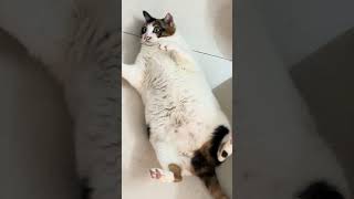 😺Daily Cat Adventures CuteCats FelineFun CatLovers fatcat cat funny shorts cats fyp love [upl. by Robins]