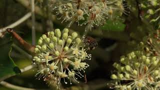 Fatsia flowers popular with insects [upl. by Berky]