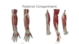 Anatomy Lecture Series – Class 082 – Muscles of the Antebrachium [upl. by Nisior]