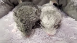 1day Old Chinchillas Playing [upl. by Htennek]