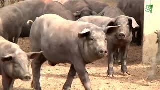 Embutidos de cerdo ibérico de Pruna Sevilla [upl. by Enaillil768]