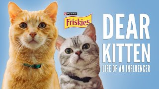 Dear Kitten Day In The Life Of An Influencer  Presented By Friskies amp BuzzFeed [upl. by Donny916]