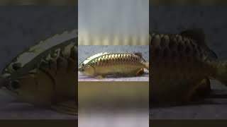 How Does Arowana Fish Protect Its Babies [upl. by Seltzer]