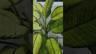 Dieffenbachia seguine plant [upl. by Standush]