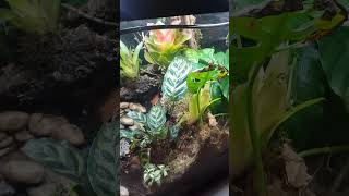 TerrariumUmbau Vorher und nachher mit dem Ziel es froschgerecht zu machen terrarium terraristik [upl. by Erdnassac508]