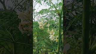 सहजन की खेती 146 दिन के बाद 🌿 drumstickfarming moringa shevgasheti shevga drumstik [upl. by Hwang]