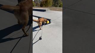 Teach your dog nose work games for fun and enrichment dog ￼dogtraining dogtraining101 [upl. by Nosretep]