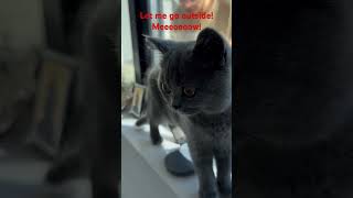 Should i leave Sia outside cute cat shorts britishshorthair pet ukcat [upl. by Soilisav214]