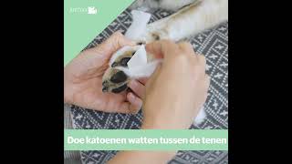 Poot verbinden bij honden [upl. by Essirehc]