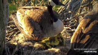 Goslings hatching ​⁠​⁠ExploreBirds Decorah nest 41424 RRP and Explore [upl. by Lossa]