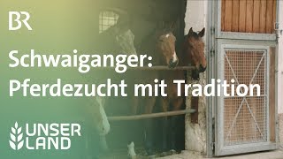 Schwaiganger Pferdezucht seit 1000 Jahren  Unser Land  BR Fernsehen [upl. by Assenna]