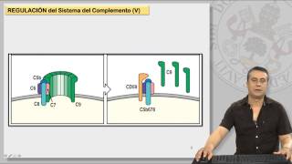 123 EL SISTEMA DE COMPLEMENTO Y SUS RECEPTORES II [upl. by Clement861]