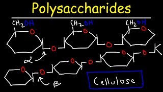 Polysaccharides  Starch Amylose Amylopectin Glycogen amp Cellulose  Carbohydrates [upl. by Lothar]