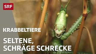 Vom Aussterben bedroht Kennst du diese seltenen Insekten der Schweiz  Krabbeltiere  SRF Wissen [upl. by Florio294]