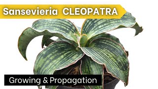 How to Grow Sansevieria Cleopatra [upl. by Eulau]