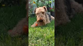 Airedale Terrier Enjoying a Carrot [upl. by Lara]