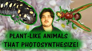 Animals That Photosynthesize  Exploring Exotics [upl. by Ahsal495]