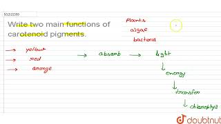 Write two main functions of carotenoid pigments  CLASS 11  PHOTOSYNTHESIS IN HIGHER PLANTS [upl. by Adnalro]