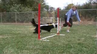 Dog Agility Tip  How to train a dog to wrap a jump [upl. by Dnyletak188]