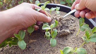 Starting Seeds In Sand VS Soil  How amp Why [upl. by Ained]