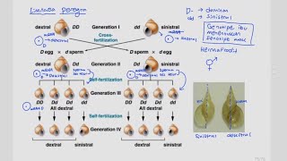 Maternal Inheritance Maternal Effect [upl. by Nathanoj566]