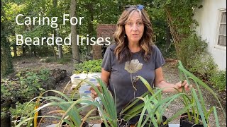 Trimming and Over Wintering Bearded Irises [upl. by Airretnahs]