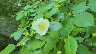 Stewartia ovata The Mountain Stewartia [upl. by Way]