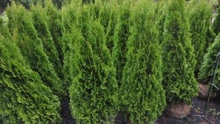 How to Water Arborvitae [upl. by Ibrad]