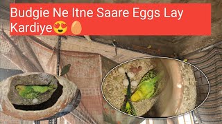 Budgie Ne Itne Saare Eggs Lay Kardiye 😍🥚 [upl. by Tegirb]