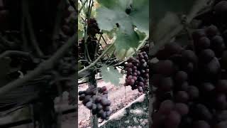 California table grapes 🍇 [upl. by Gamages]