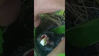 Baby bulbul bird swallowing banana fruit birds bulbul wildlife [upl. by Gnohc]