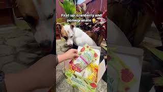 You Got Mail dogtreats terrier snacks healthydogtreats allnaturaldogtreats [upl. by Yraeg734]