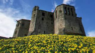 Warkworth Castle Daffodils Warkworth Northumberland [upl. by Callan]