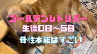 【生後０日から５日】ゴールデンレトリバー成長記録 [upl. by Mellicent398]