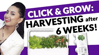 Click and Grow 9 Smart Garden Harvesting After 6 Weeks Episode 7 [upl. by Bushore]