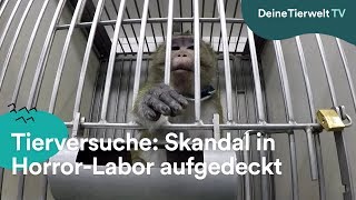 Tierversuche Skandal in HorrorLabor aufgedeckt [upl. by Tonneson516]