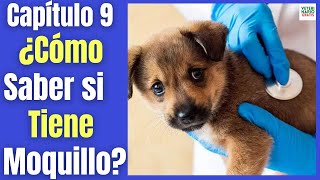 ¿COMO SABER SI MI PERRO TIENE MOQUILLO ❤️‍🩹 SÍNTOMAS EN PERROS ADULTOS Y CACHORROS [upl. by Donela]