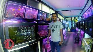 Amazing Aquarium in Sri Lanka Buthsara Aquarium Piliyandala [upl. by Nahtanaj]