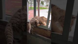 🐯🐯🐯Tigercub open zoo window cute tigerkitty tigero adorable ZooTubeChannel singaporezoo [upl. by Whitford]