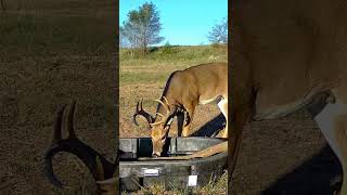 Trail Camera Action deer deerhunting tactacam [upl. by Eleanora]