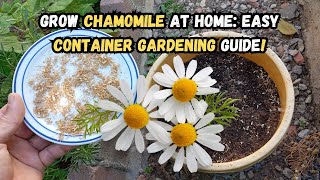 Grow Chamomile at Home Easy Container Gardening Guide 🌼 chamomile gardening containergardening [upl. by Airrotal150]