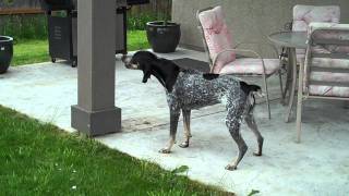 BLUETICK COONHOUND BAYING AT A FAKE BEAR I MADE [upl. by Kovacs]