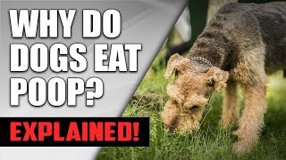 Why Do Dogs Eat Poop How to Stop It  Understanding Dog Coprophagia [upl. by Arrotal]